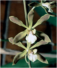 Foto/Photo:Sergio Araujo