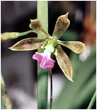 Foto/Photo:Sergio Araujo