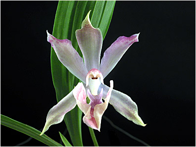 Foto/Photo: Sergio Araujo