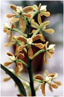 Foto/Photo:Sergio Araujo