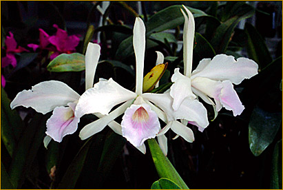 Foto/Photo:Cassio van den Berg