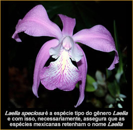 Foto/Photo:Cassio van den Berg