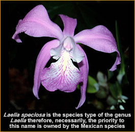 Foto/Photo:Cassio van den Berg