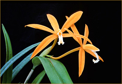 Foto/Photo:Cassio van den Berg