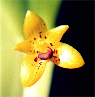 Photo/Foto: Claudio Nicoletti