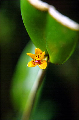 Photo/Foto: Claudio Nicoletti