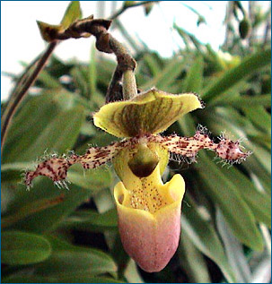 Photo/Foto: Octave Defour