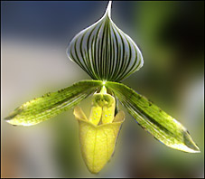 Photo/Foto: Octave Defour