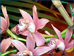 Photo/Foto: Octave Defour