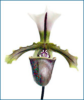 Photo/Foto: Octave Defour