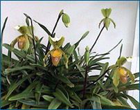 Photo/Foto: Octave Defour