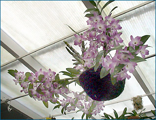 Photo/Foto: Octave Defour