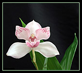 Foto/Photo: Sergio Araujo