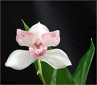 Foto/Photo: Sergio Araujo