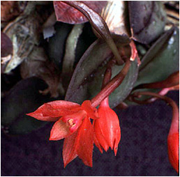 Foto/Photo: G. Chiron