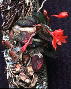 Foto/Photo: G. Chiron