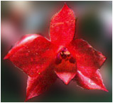 Foto/Photo: G. Chiron