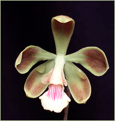 Foto/Photo: V.P.Castro Neto