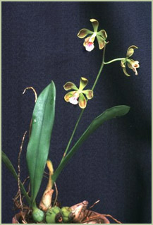 Foto/Photo: V.P.Castro Neto