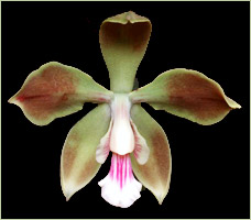 Foto/Photo: V.P.Castro Neto