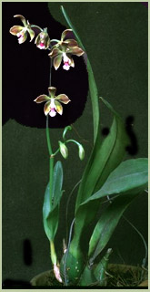 Foto/Photo: V.P.Castro Neto