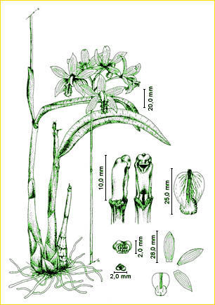 ©Marcos A. Campacci