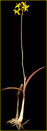 ©Marcos A. Campacci