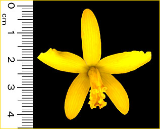 ©Marcos A. Campacci