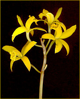 ©Marcos A. Campacci