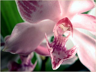 Foto/Photo: Sergio Araujo