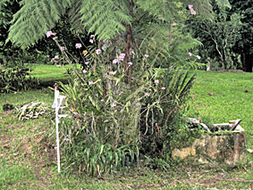 Epidendrum denticulatum