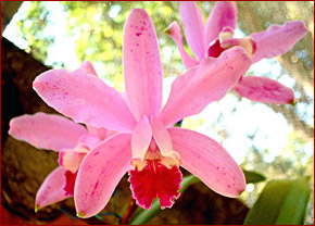 C. intermdia punctata de arraial