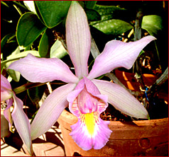 Cattleya Ching Li Sa