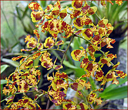 Oncidium sp.