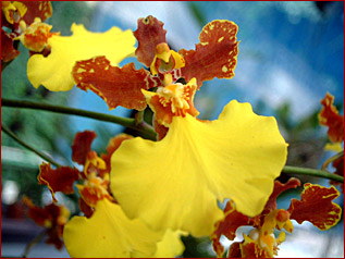 Oncidium Vroni Keller