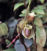 Phragmipedium vittatum
