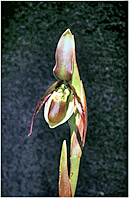 Phragmipedium vittatum