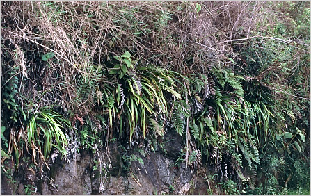 Touceira de Phragmipedium vittatum no barranco