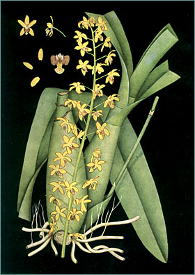 F. C. Hoehne.  Reprodução de Iconografia de Orchidaceas do Brasil