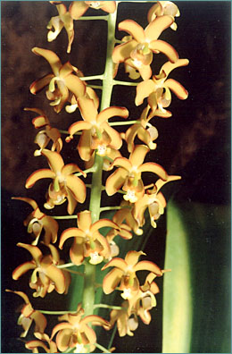 Foto/Photo -  Sergio Araujo