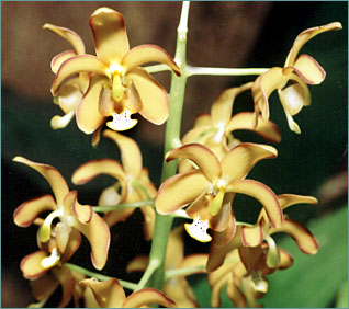 Foto/Photo -  Sergio Araujo