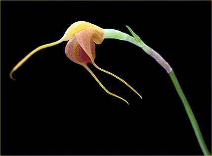 Foto/Photo: Sergio Araujo