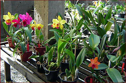 Híbridos de Cattleya