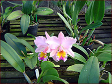 Brassolaeliocattleya George King . Photo / Foto: Jorge Luiz A. Silva