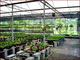 Orquidário de plantas adultas