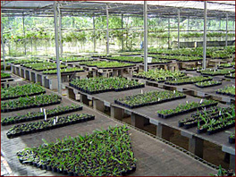 Seedlings