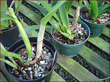 Substrato pinus e brita