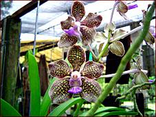 Vanda Mimi Palmer. 