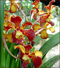 Vanda Kampirananda x Ascocenda Seechang =  Ascda Chocolate Con Queso 