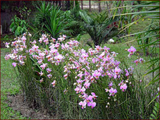 Papiolioanthe  teres  ou Vanda teres
